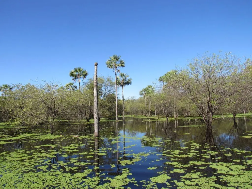 Wetlands of the Bolivian Gran Chaco
